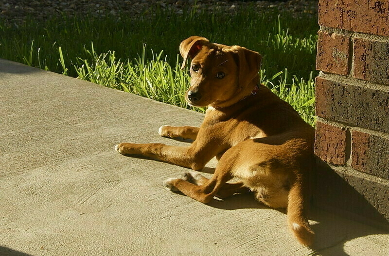 Elsa - Our First Foster Dog