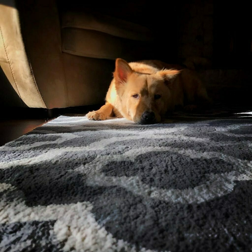 Leo is our New Addition to the Family