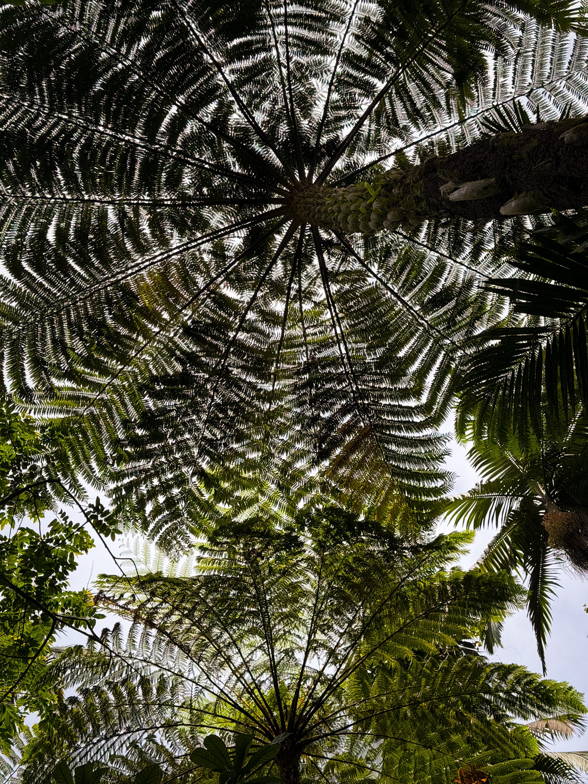 Visiting the Hawai’i Tropical Botanical Gardens