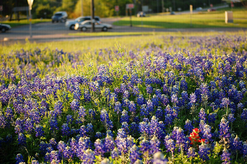 Blue Bonnets welcome the Texas spring