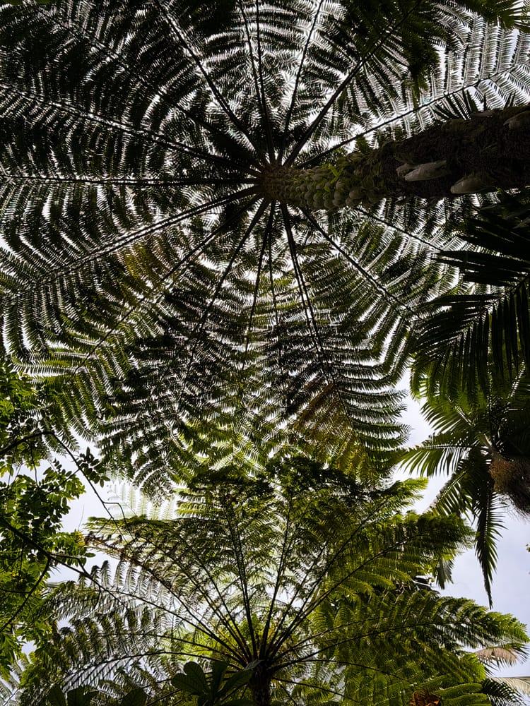 Visiting the Hawai’i Tropical Botanical Gardens